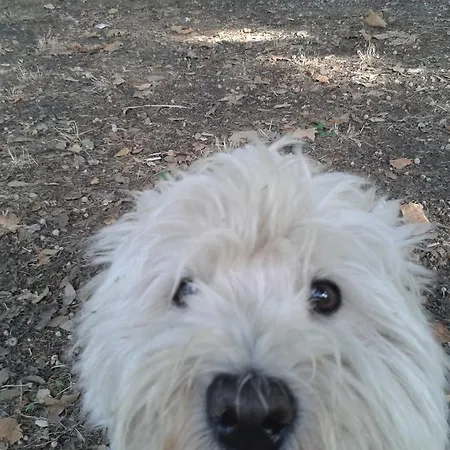 Alojamento de Acomodação e Pequeno-almoço Bondi