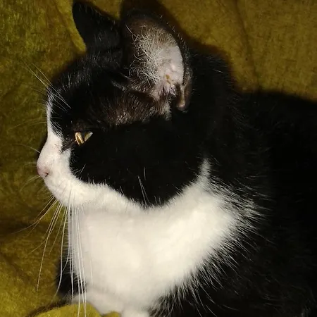 Alojamento de Acomodação e Pequeno-almoço Bondi Ravena