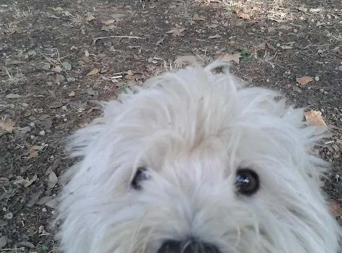 住宿加早餐酒店 Bondi