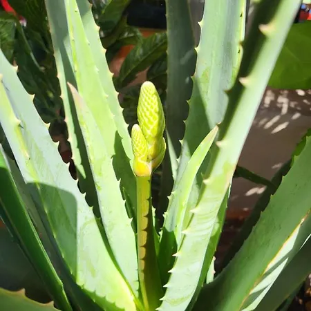 Bed & Breakfast Bondi Ravenna