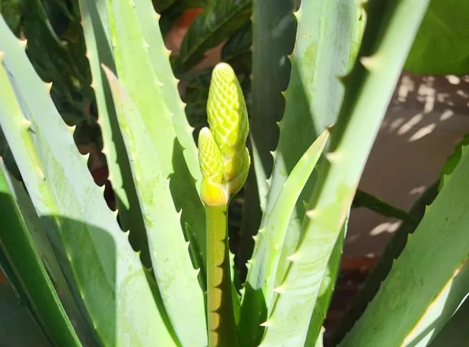 فندق مبيت وإفطار Bondi رافيننا