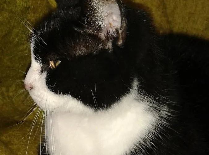 فندق مبيت وإفطار Bondi رافيننا